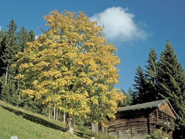 Apartament Neukumhof Westendorf Zewnętrze zdjęcie